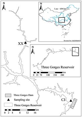 Distinct differences of vertical phytoplankton community structure in mainstream and a tributary bay of the Three Gorges Reservoir, China